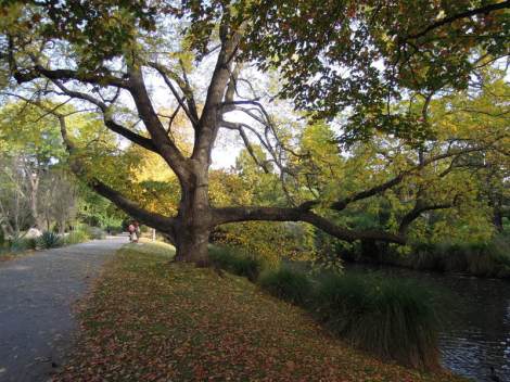 DSCN2003.Purple beech