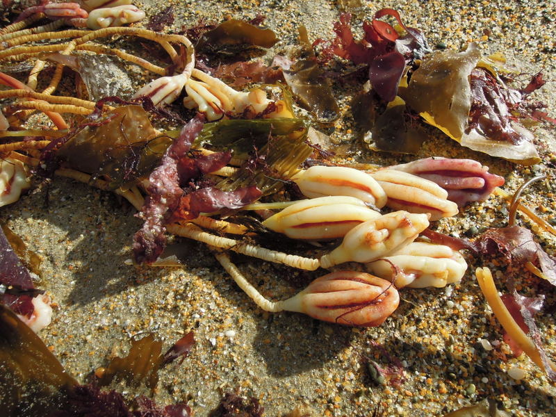 Sea plants on the beach near Oamaru, New Zealand
