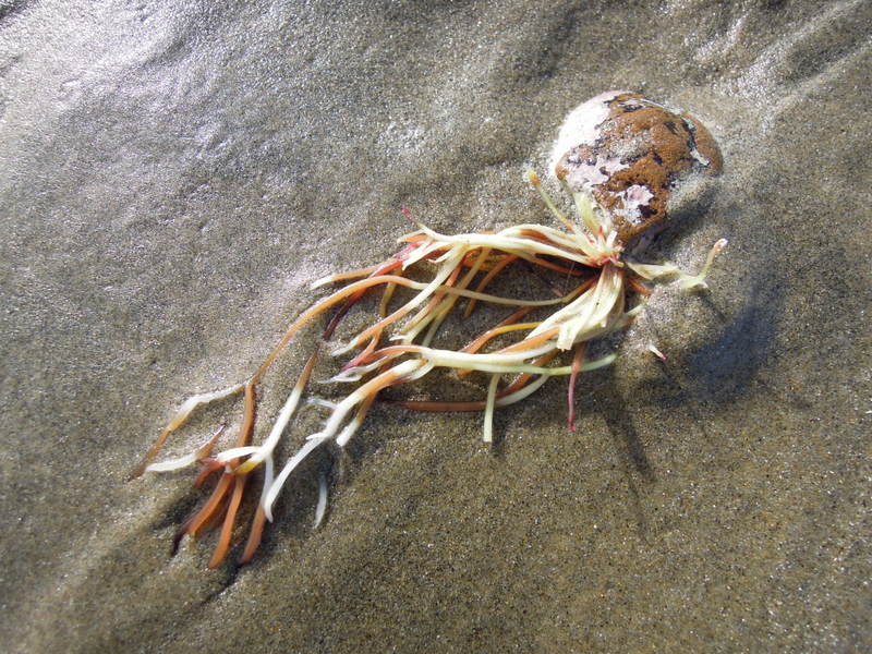Stone and sea plants, Oreti Beach, New Zealand