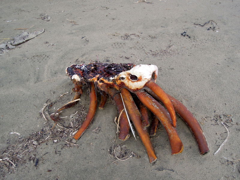 Looks like a crab but is plant matter