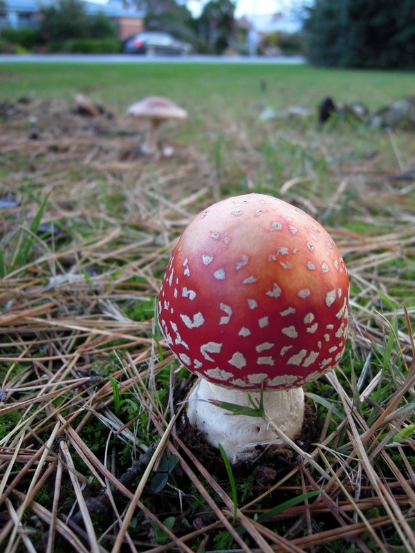 Amanita muscaria outside the Invercargill Visitors' Centre, New Zealand