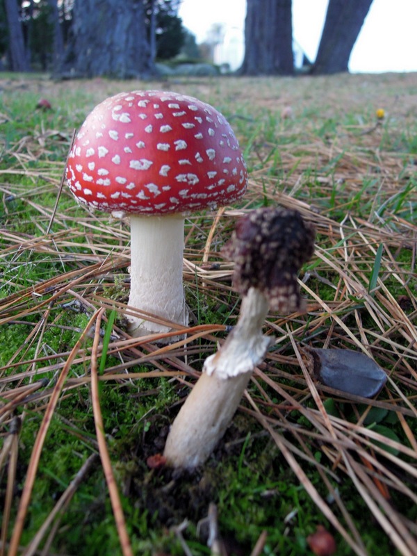 Amanita muscaria outside the Invercargill Visitors' Centre, New Zealand