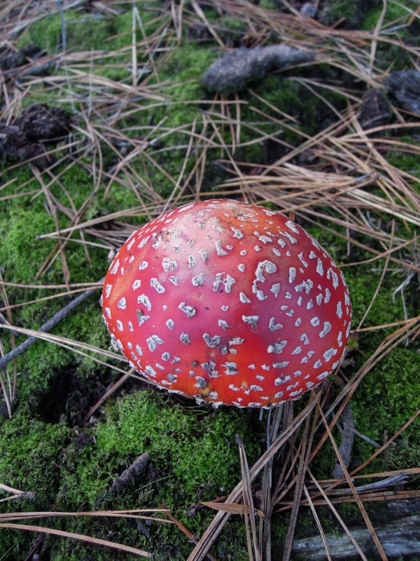 Amanita muscaria outside the Invercargill Visitors' Centre, New Zealand