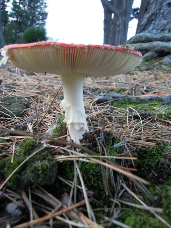 Amanita muscaria outside the Invercargill Visitors' Centre, New Zealand