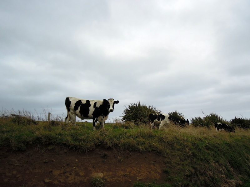 Roadside cows, South Island, New Zealand