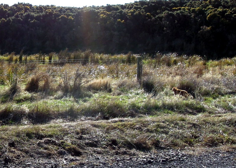 Cat along the roadside, Otago Peninsula, New Zealand