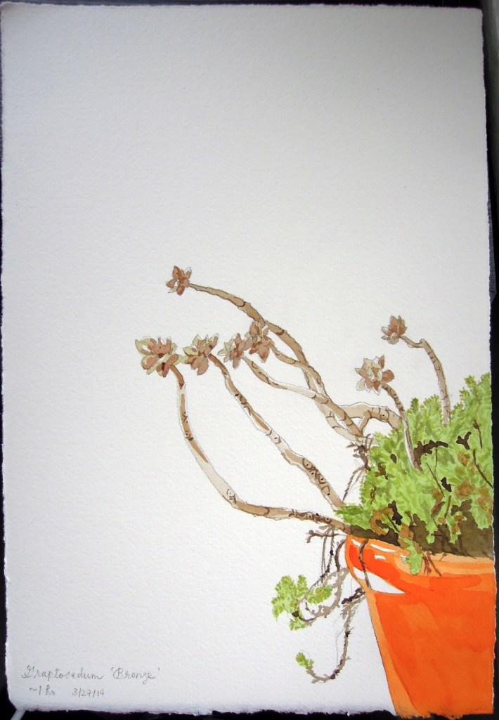 2014 Mar 27 - Graptosedum 'Bronze'