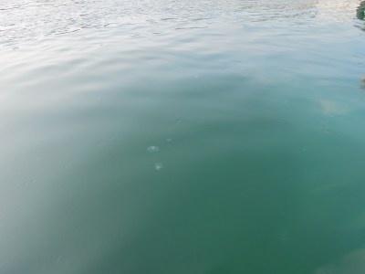 A couple of jellies in the ocean