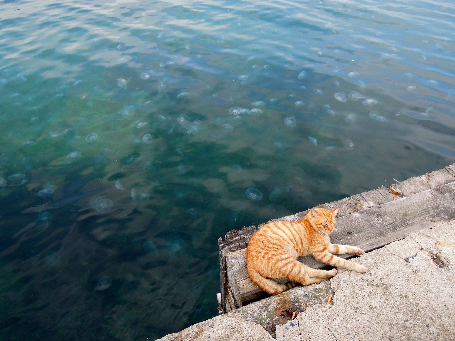 Sleeping orange cat with jellies in the ocean behind, Heybeliada pier, Princes Islands, Istanbul