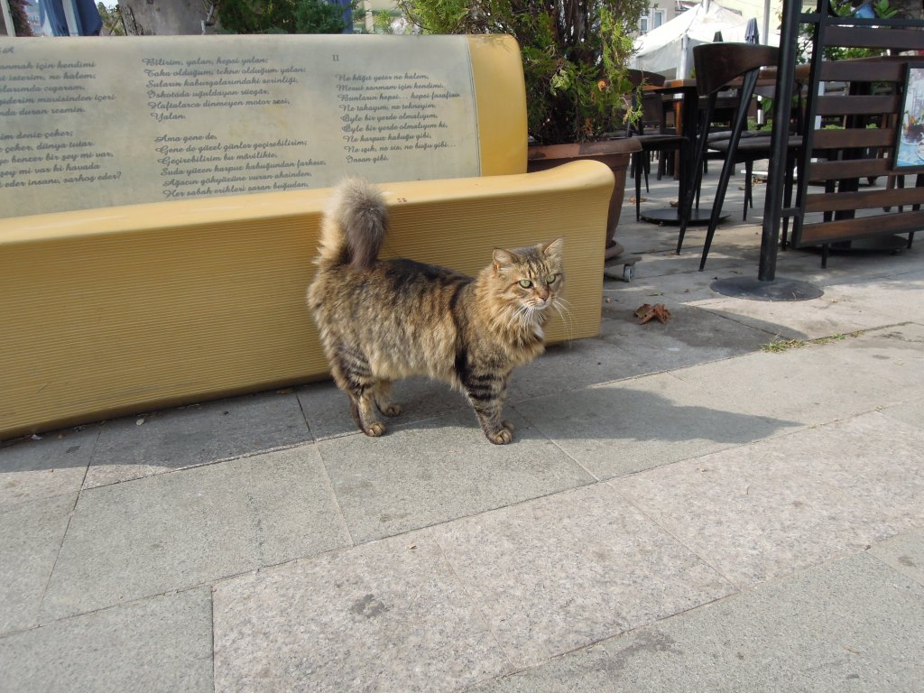 Fluffy cat, Heybeliada, Princes Islands, Istanbul