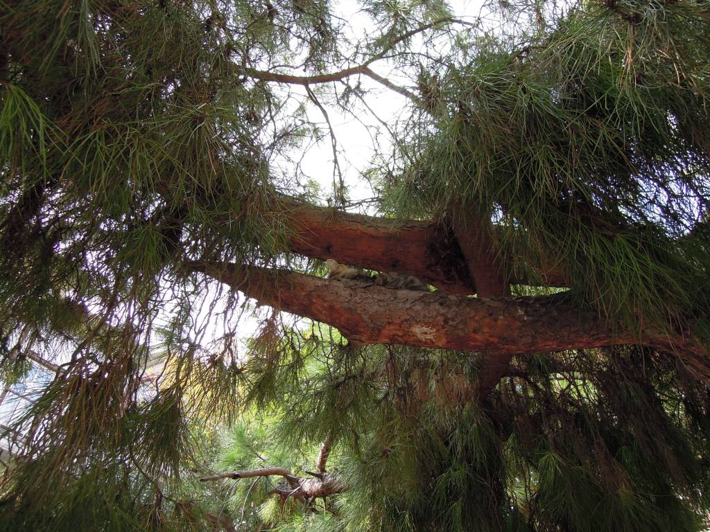 Napping cat in pine tree, Heybeliada, Princes Islands, Istanbul