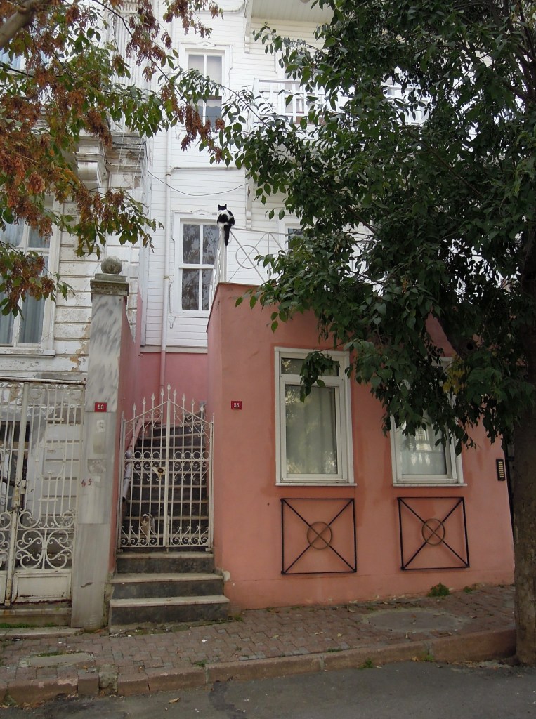 Cow cat perched above pink house, Heybeliada, Princes Islands, Istanbul