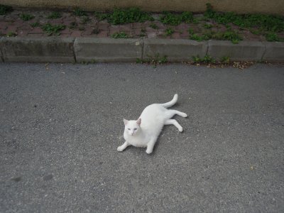 White cat, Heybeliada, Princes Islands, Istanbul