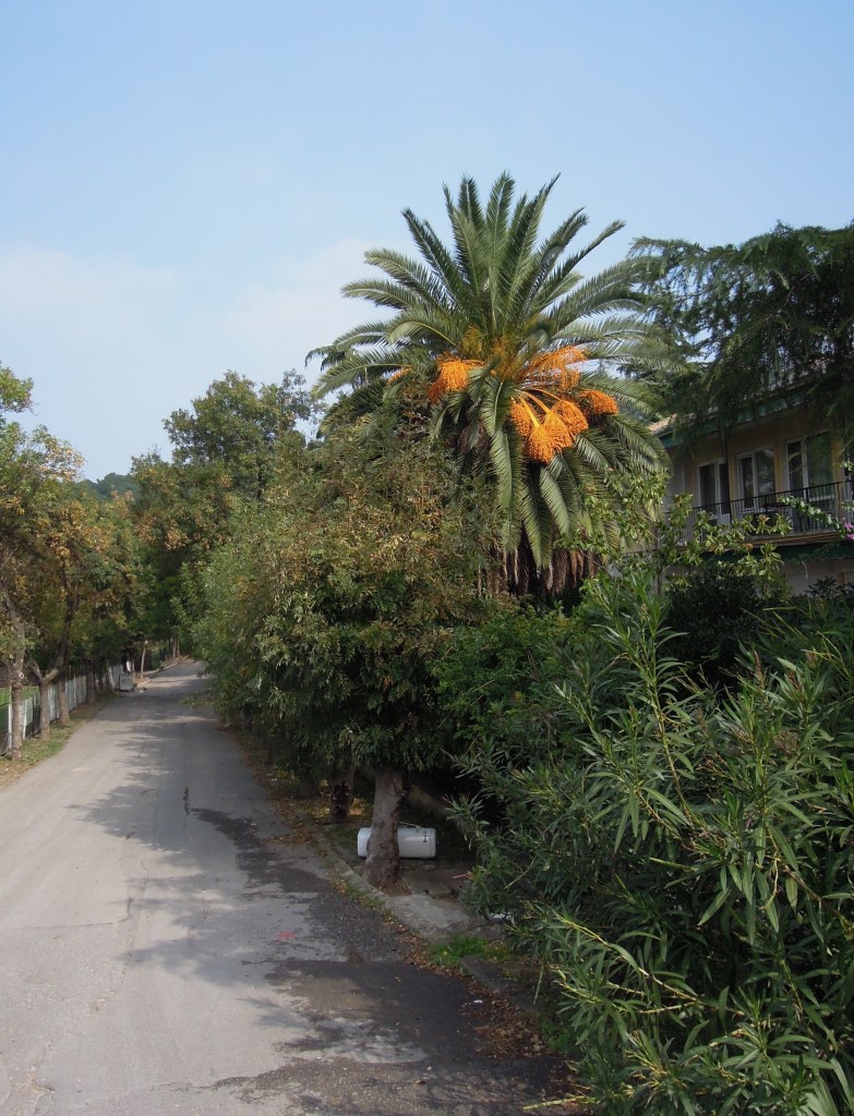 Palm tree, Heybeliada, Princes Islands, Istanbul