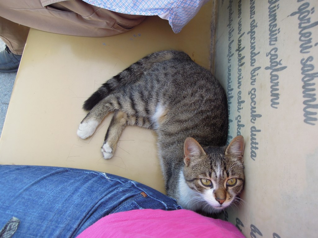 Friendly local cat, Heybeliada, Princes Islands, Istanbul