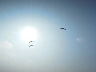 Seabirds in the sky against the sun
