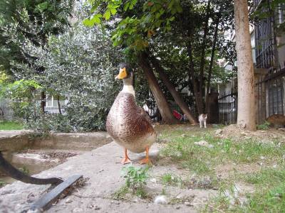 Duck and cat in a courtyard, Istanbul