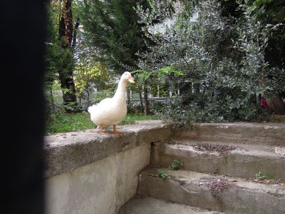 White goose in a garden, Istanbul
