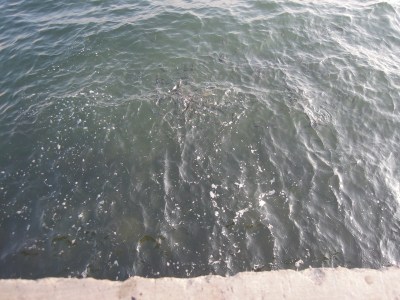 Fish in the Bosphorus, seen from Besiktas pier, Istanbul