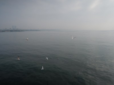 Seagulls over an overcast Sea of Marmara, with city skyline in the distance