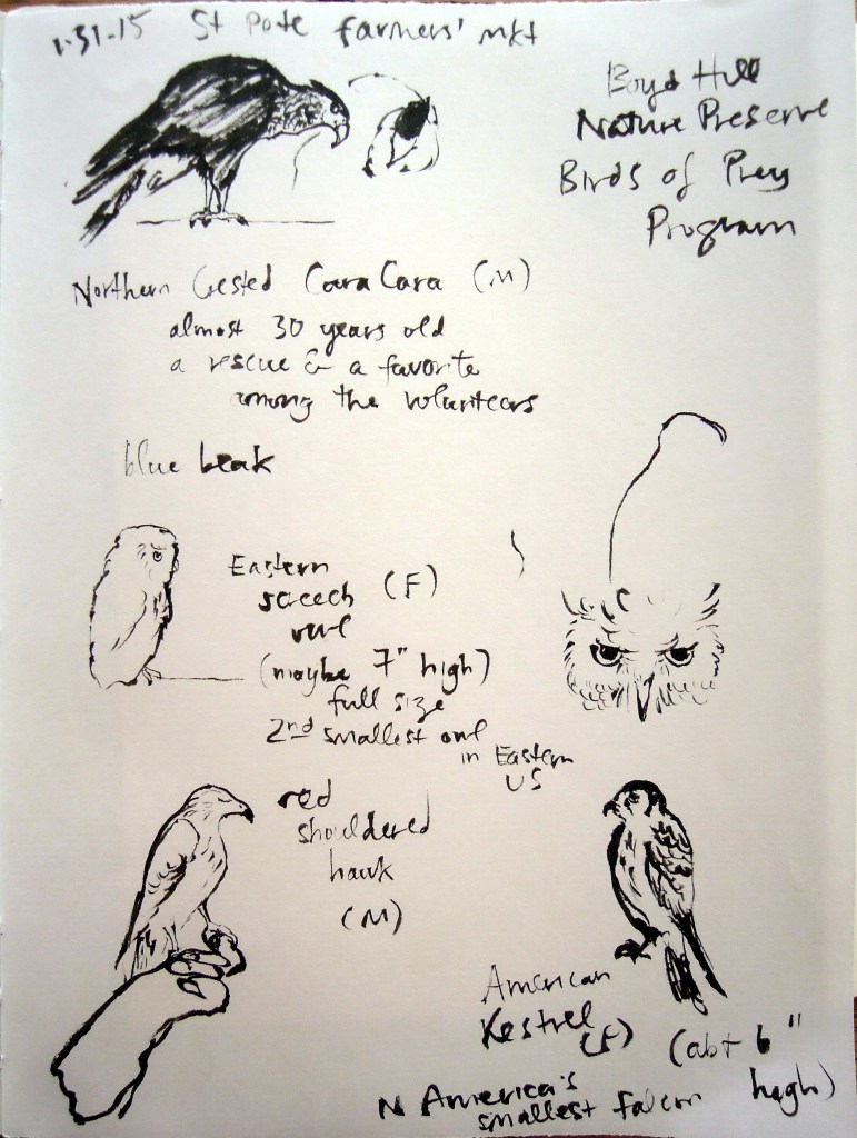 Boyd Hill Nature Preserve Birds of Prey Program at the St Petersburg farmers' market. Northern Crested Cara Cara, Eastern screech owl, red-shouldered hawk, American kestrel. Sketches by Lisa Hsia.