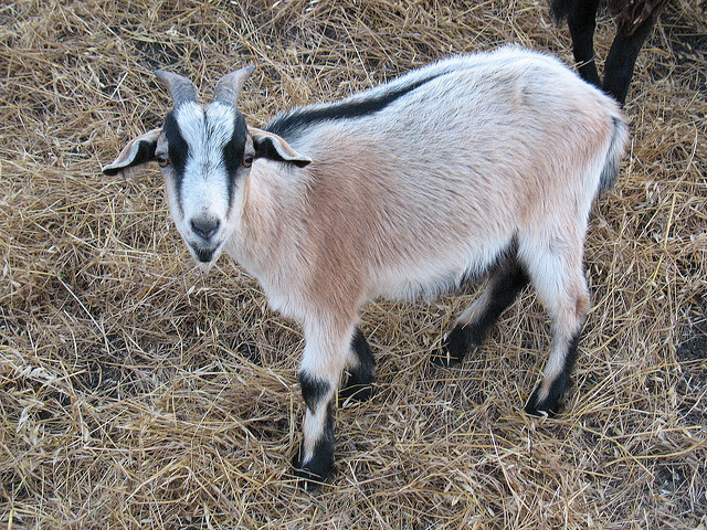 Short-haired black and tan goat looking at the camera