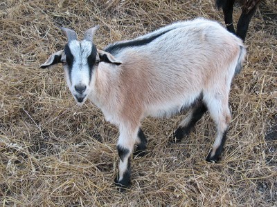 Short-haired black and tan goat looking at the camera
