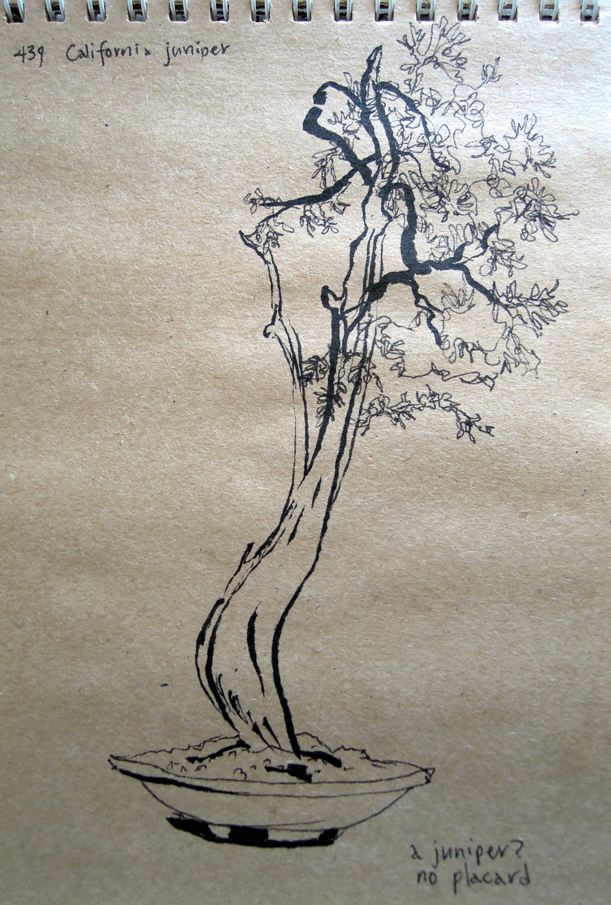 Sketch of California juniper at the Bonsai Garden of Lake Merritt, Oakland