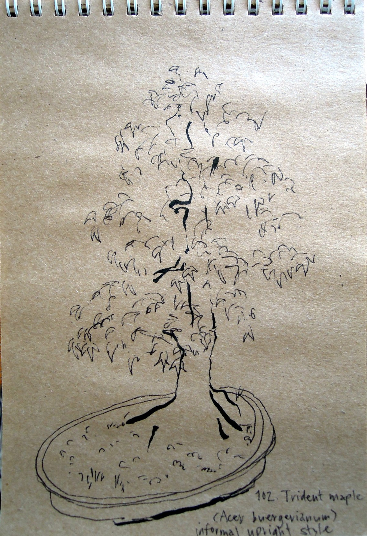 Sketch of trident maple at the Bonsai Garden at Lake Merritt, Oakland