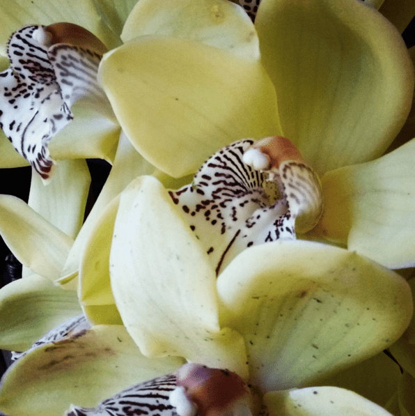Yellow orchids in bloom