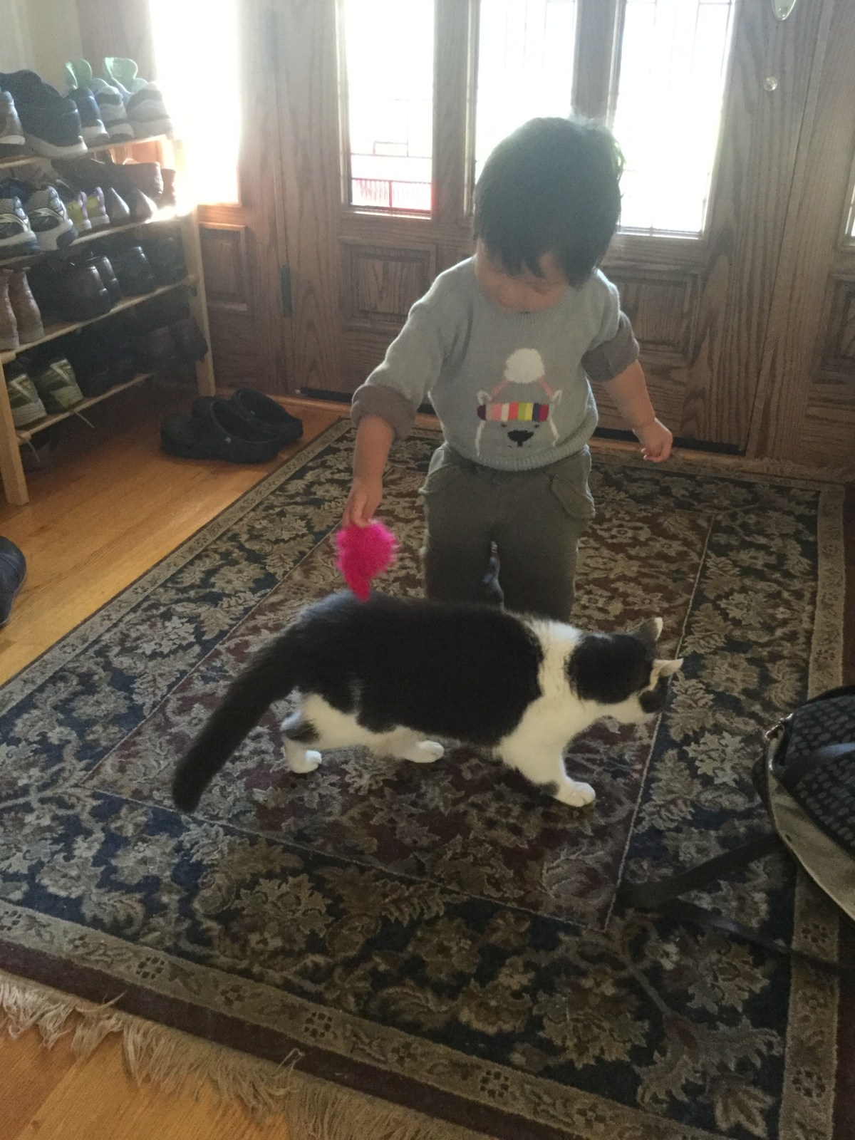 Toddler playing with a cat