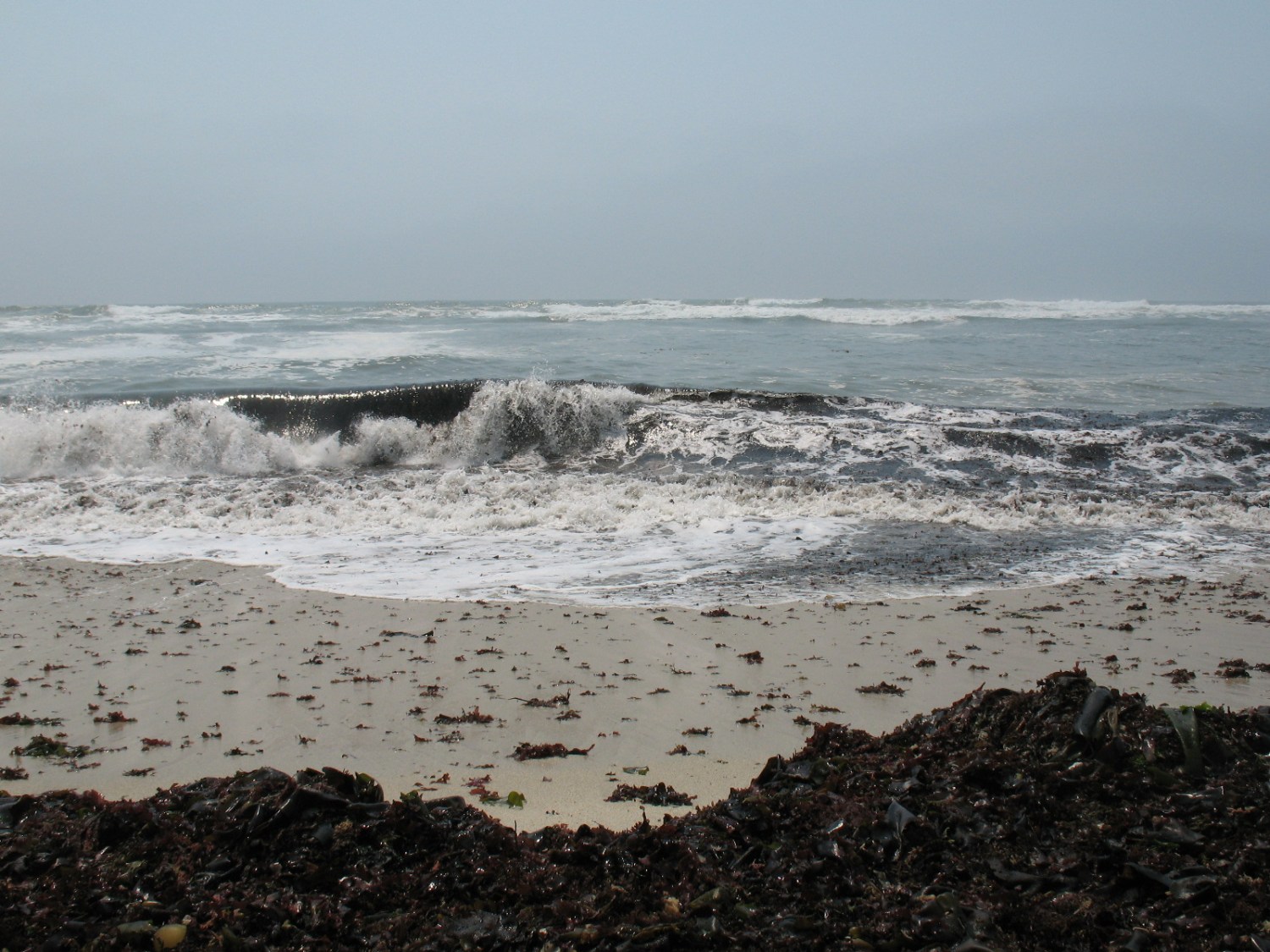 A wave rolling toward a kelp-covered beach, Half Moon Bay, CA