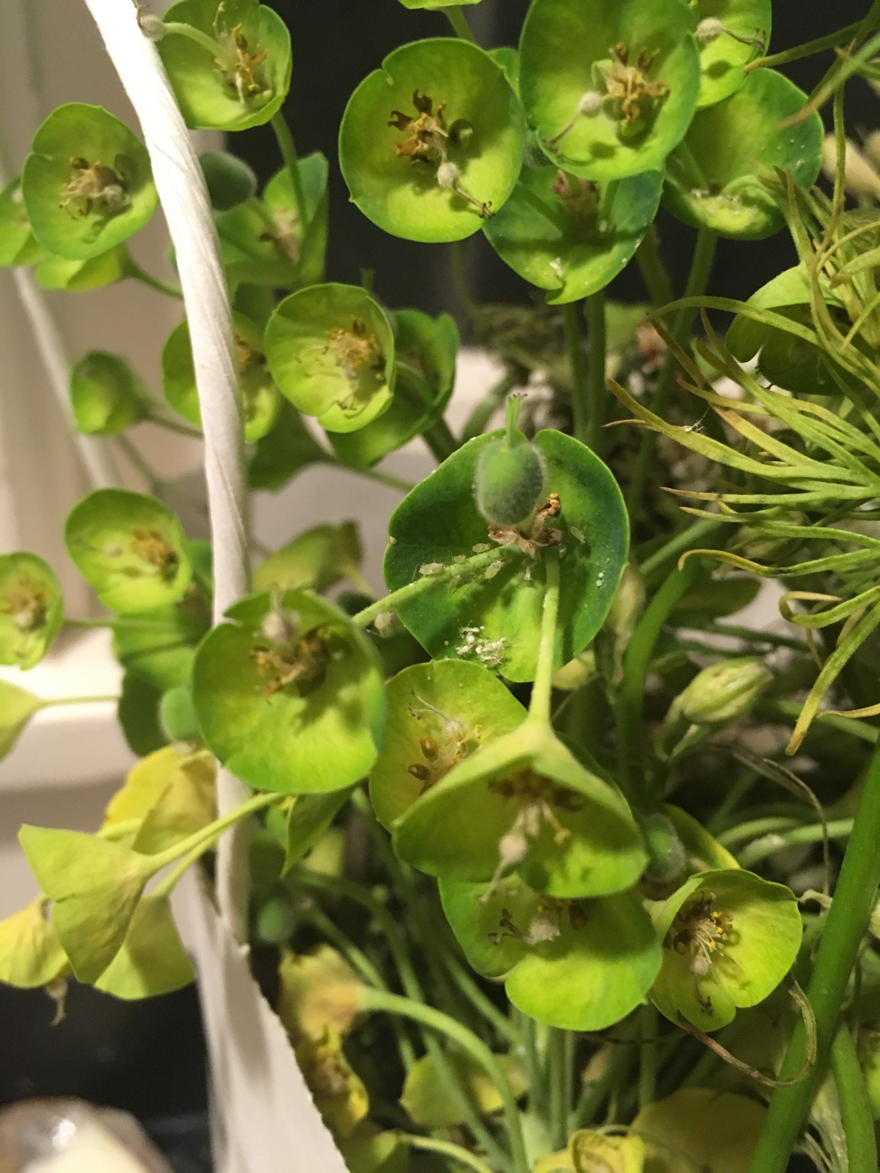 Green plant past its prime