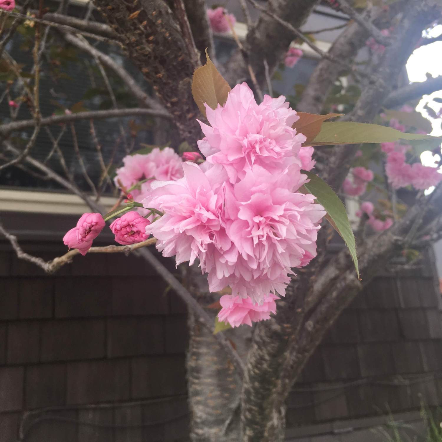 Ornamental cherry blossoms