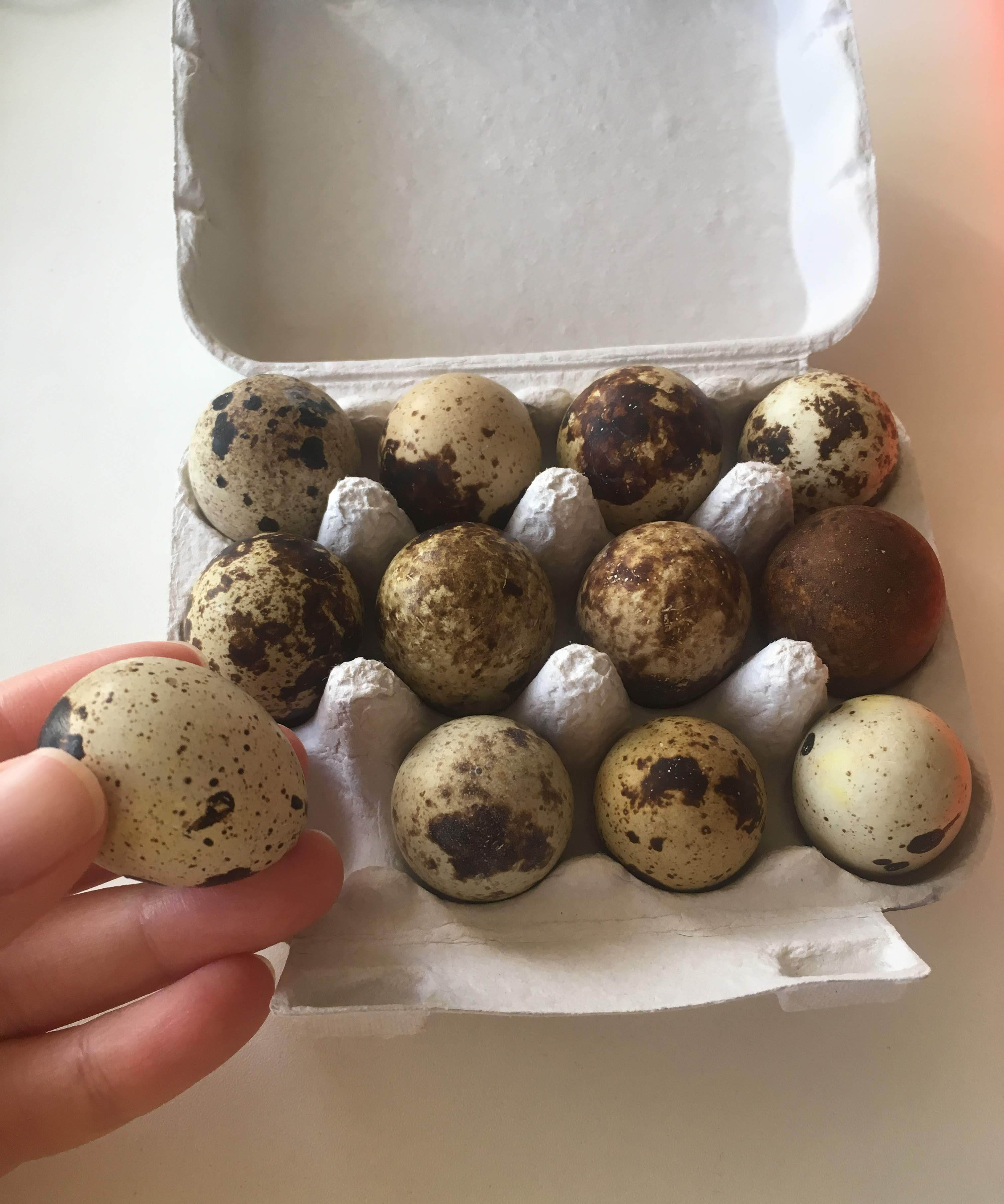 One dozen quail eggs in a carton