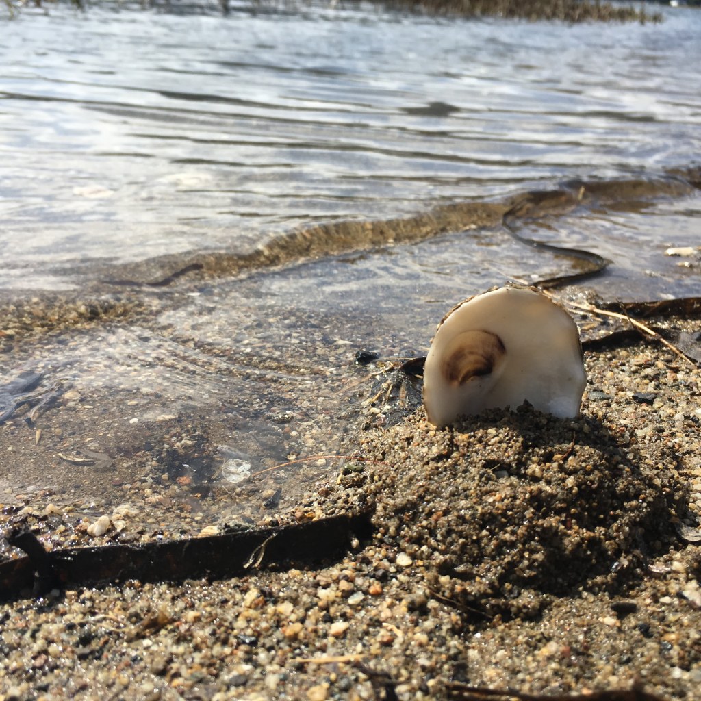 Oyster shell stuck into rocky sandy shoreline, near Point Reyes Station