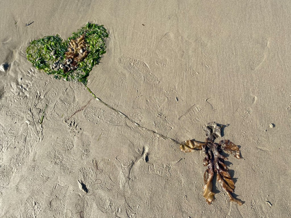 Seaweed on damp sand, arranged into the shape of a person holding a heart balloon