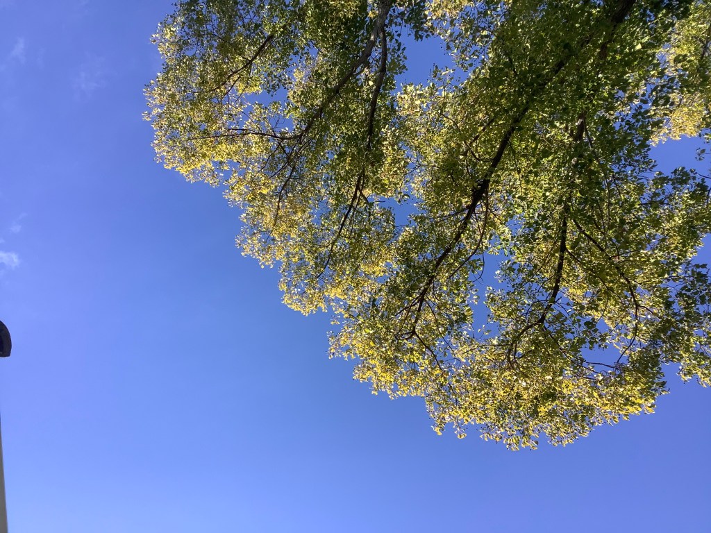Green-leafed tree against a blue sky, as seen from below