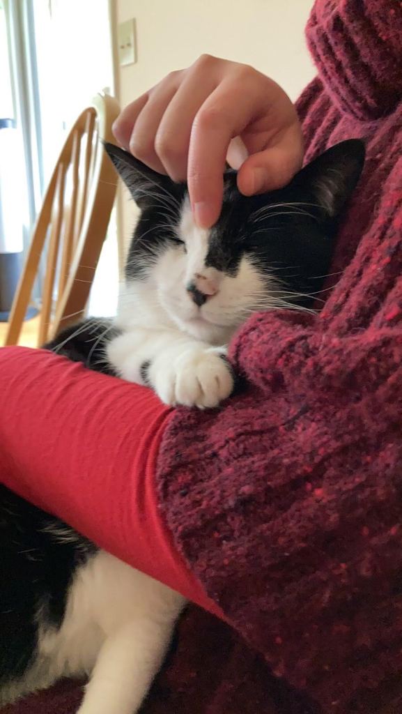 Petting a black and white cat who looks happy