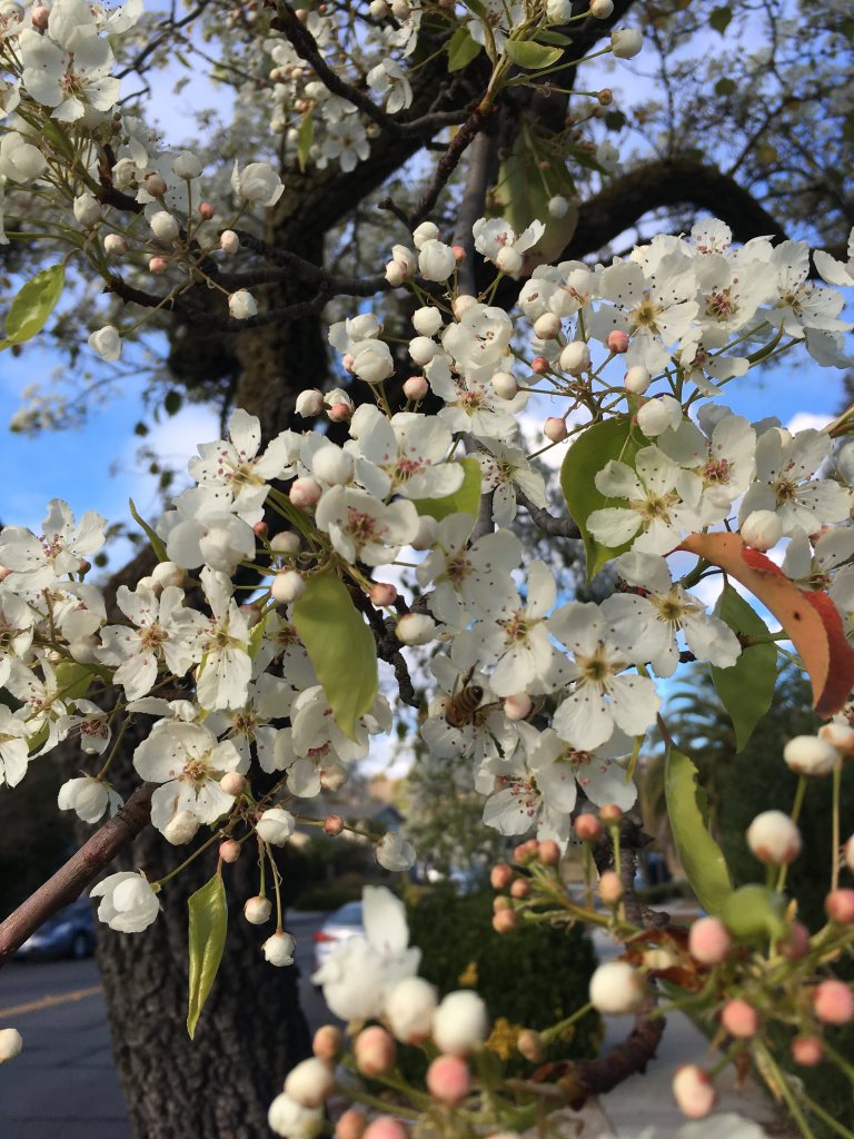 White tree blossoms
